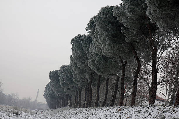 Trees in a snowy day stock photo