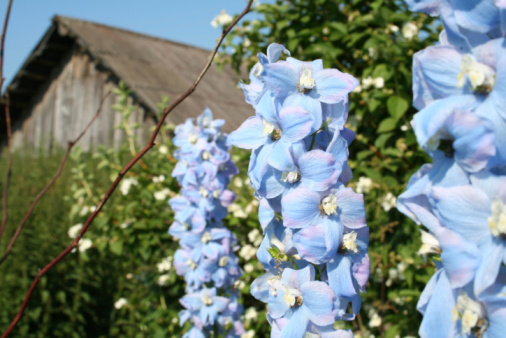 garden, focus on delphinium