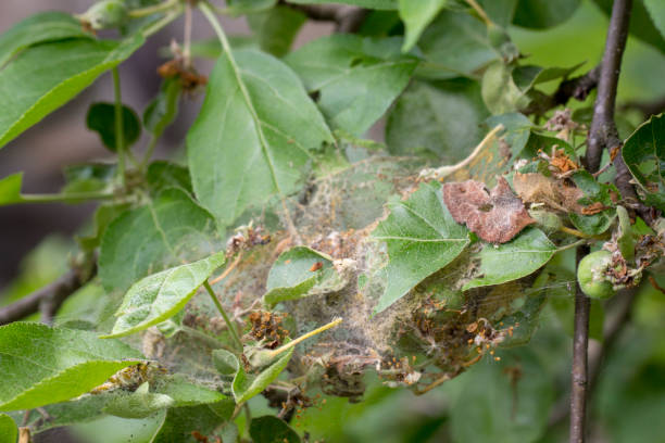 istock Apple Moon The larvae plaize the leafy leaves and apple fruits with a dense web and destroy them 963689720