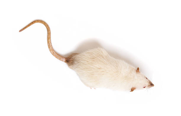 mouse stock photo