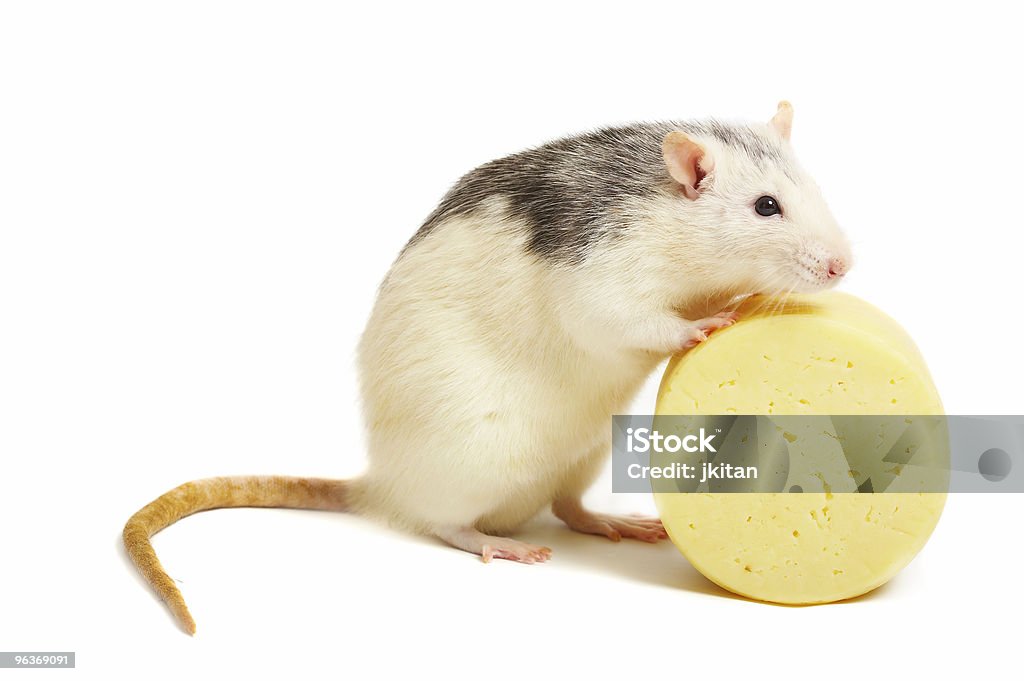Mous'e formaggio - Foto stock royalty-free di Topo - Animale