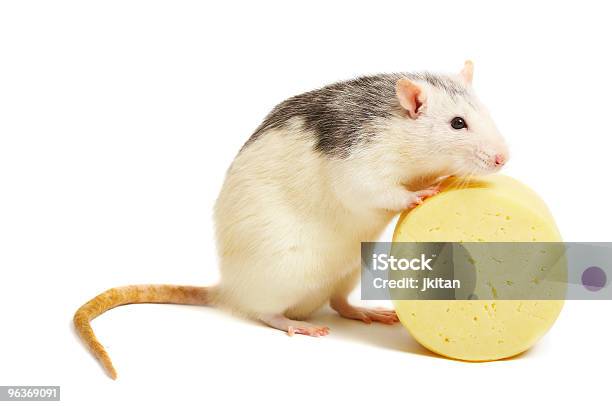 Mouse Formaggio - Fotografie stock e altre immagini di Topo - Animale - Topo - Animale, Formaggio, Bruttezza
