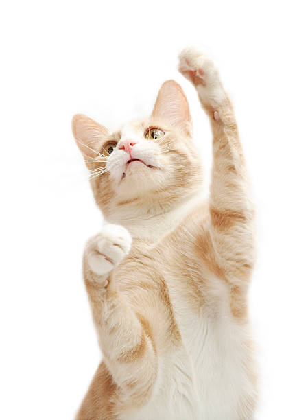 um gatinho amarela - cat pose - fotografias e filmes do acervo