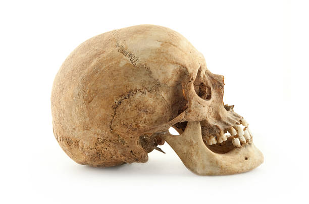 本物の人間のスカル背 - 人間の頭蓋骨 ストックフォトと画像