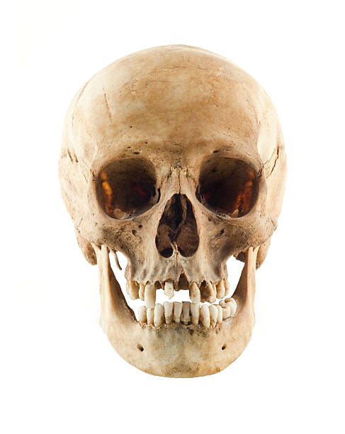 Real human skull frontal view  skull photos stock pictures, royalty-free photos & images