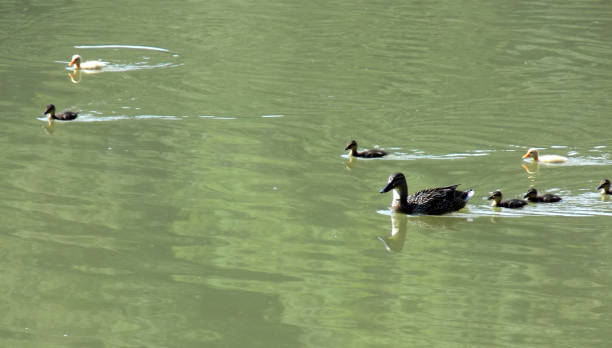 istock Duck with her little babies on the calm water surface on the lake 963704554