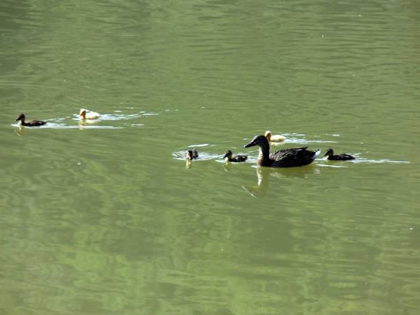 istock Duck with her little babies on the calm water surface on the lake 963706072