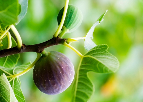 Freshness figs on tree