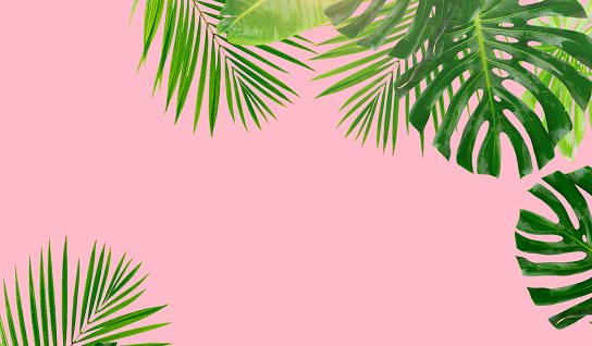 Tropical exotic green leaves frame over pastel plain pink background, banner with copy space