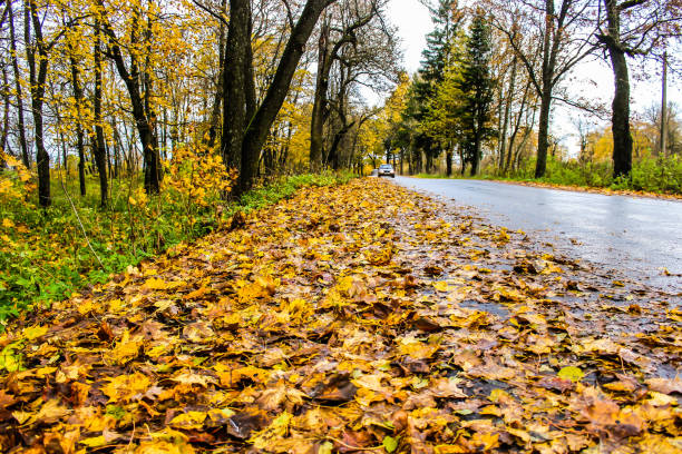 istock yellow autumn forest trees and road 963719340
