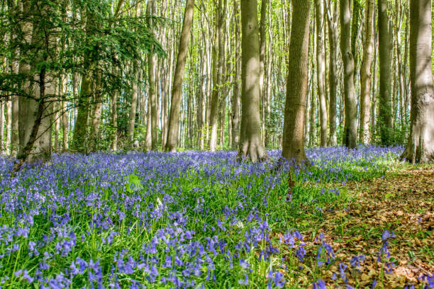 istock Bluebells in Somerset 963726044