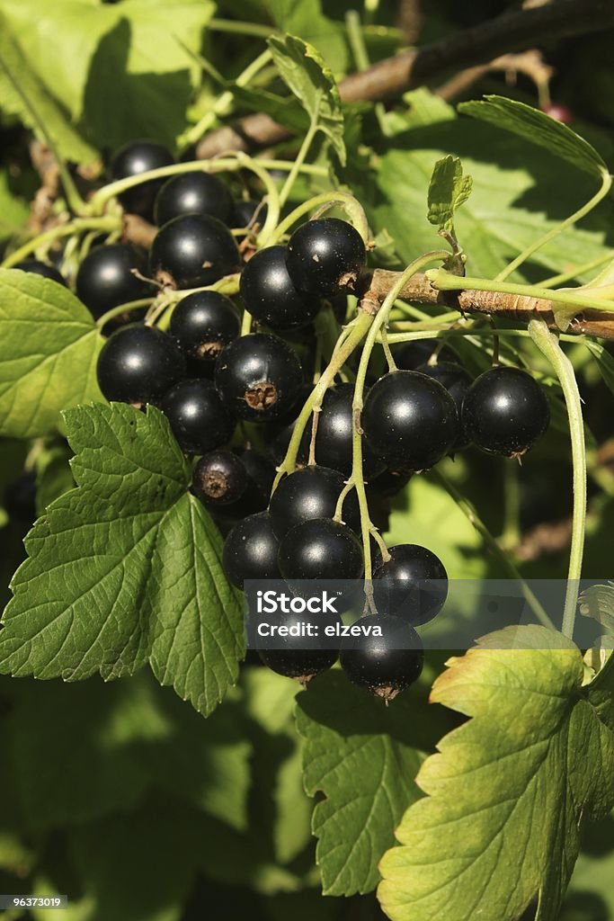 Close up of black currant still on the vine currant Berry Stock Photo