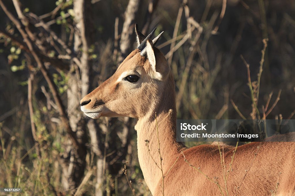 Impala in Kruger Park, África do Sul - Foto de stock de Aepyceros Melampus royalty-free