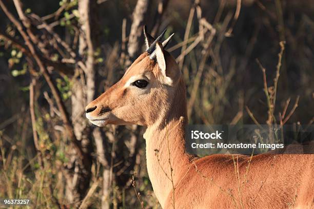 Foto de Impala In Kruger Park África Do Sul e mais fotos de stock de Aepyceros Melampus - Aepyceros Melampus, Ambiente vegetal, Animais Machos