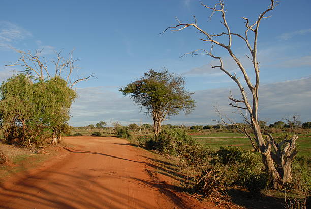 istock Tsavo East National Parc 96374651