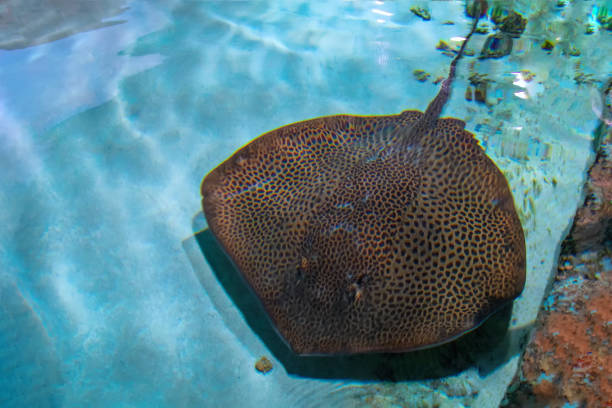 istock Stingray is a flat marine fish. Rays (skates) deep-water fish. Stingray swimming underwater. Cramp-fish in blue water, top view. 963749102