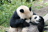 panda-bear-und-ihr-cub.jpg?b=1&s=170x170&k=20&c=ypWOxLtbD6FuuXd3KEUTaP1mg8oiUAYkWt-zKjYWA5I=