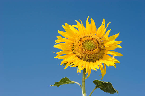 Bella giovane girasole - foto stock