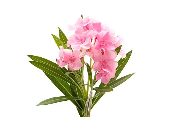 Photo of Pink oleander on white background