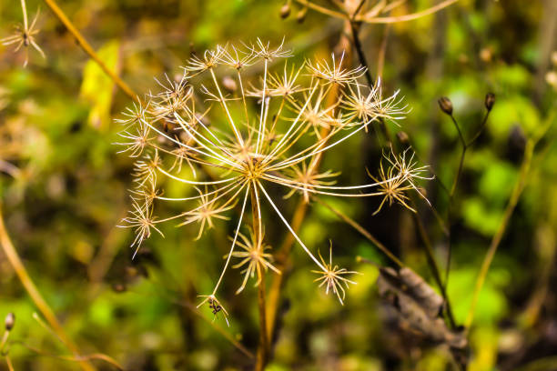 autumn landscape dry  prickly plant