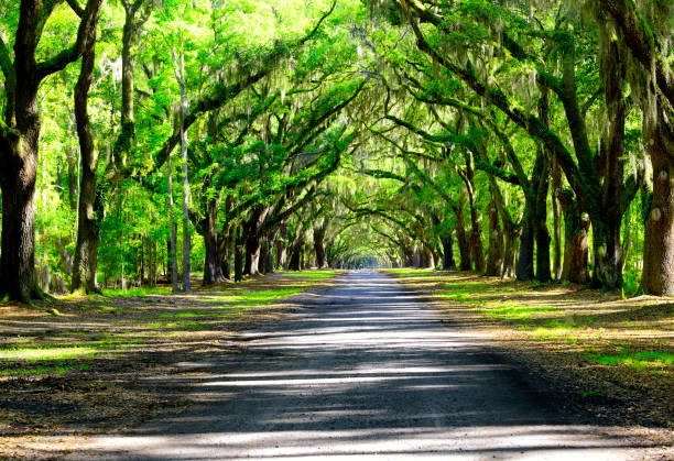 istock Oak road in plantation 963774990