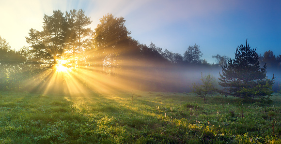 beautiful panorama landscape with sun and forest and meadow at sunrise. sun rays shine through trees. panoramic view
