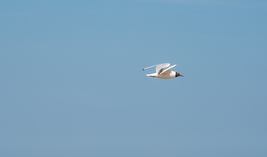 Seagull Flying Over the Baltic Sea