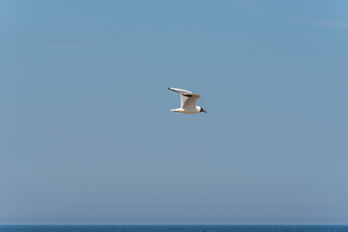 Seagull Flying Over the Baltic Sea