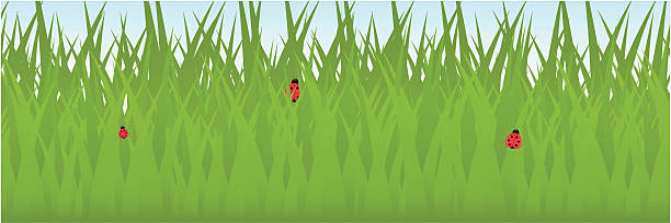 Ladybugs in Grass  seven spot ladybird stock illustrations