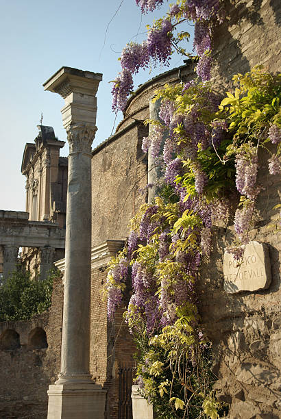 istock Wisteria in the Roman Forum 96379673