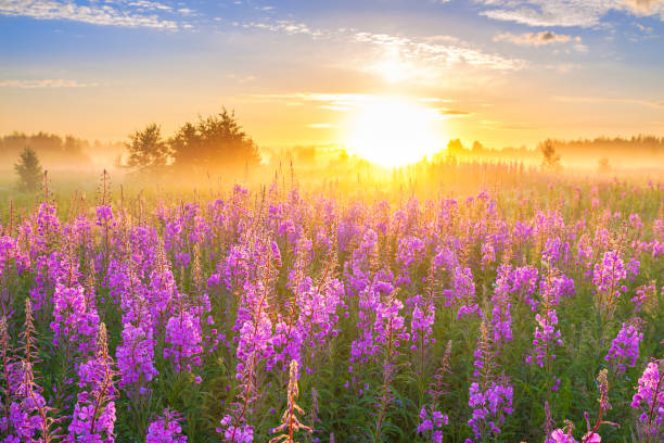 istock landscape with sunrise  and  blossoming meadow 963798742