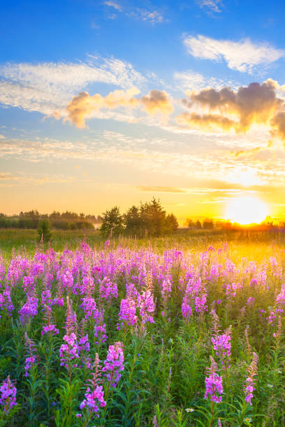 istock landscape with sunrise  and  blossoming meadow 963801084