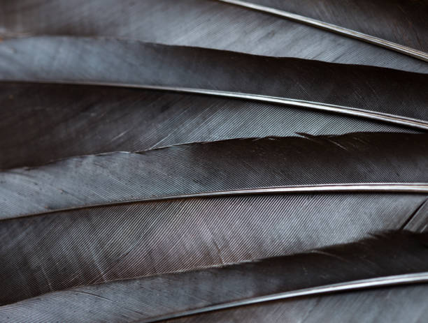 plumas de cuervo negro - animal hair animal bristle close up fotografías e imágenes de stock