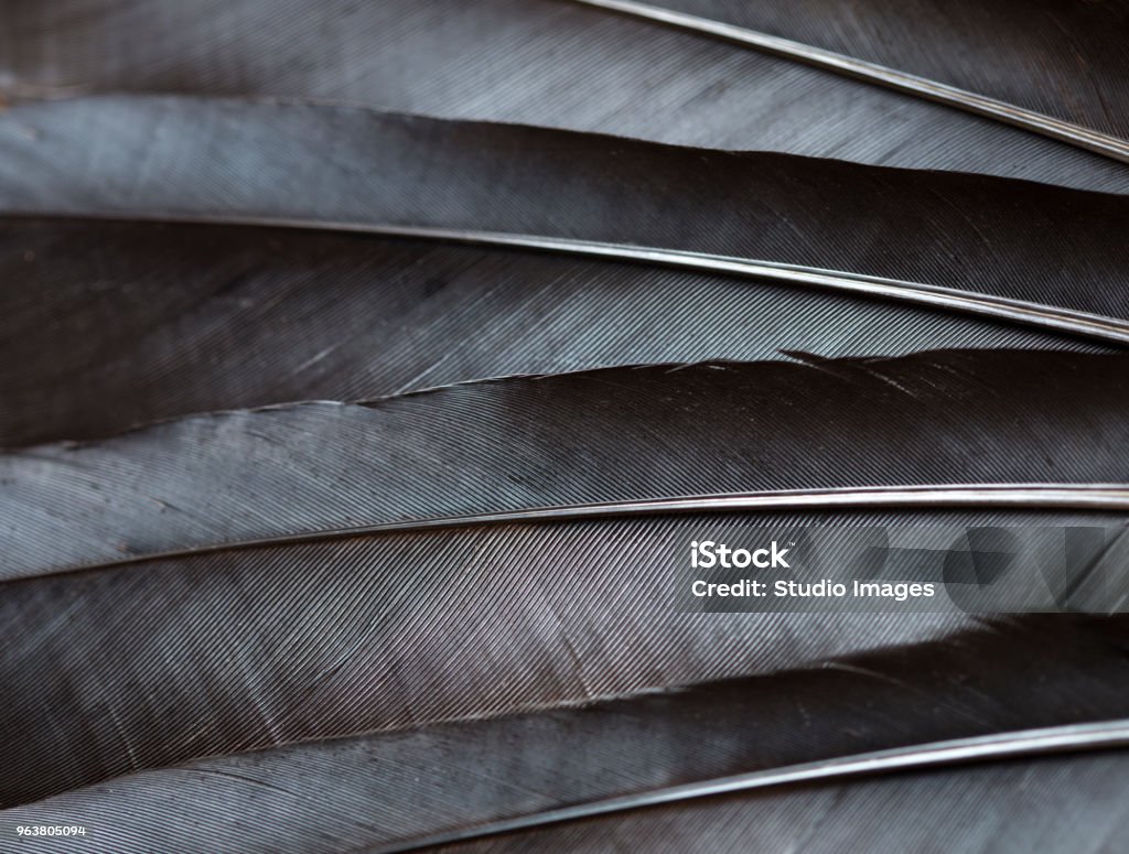 Black raven feathers Black raven feathers close up Feather Stock Photo