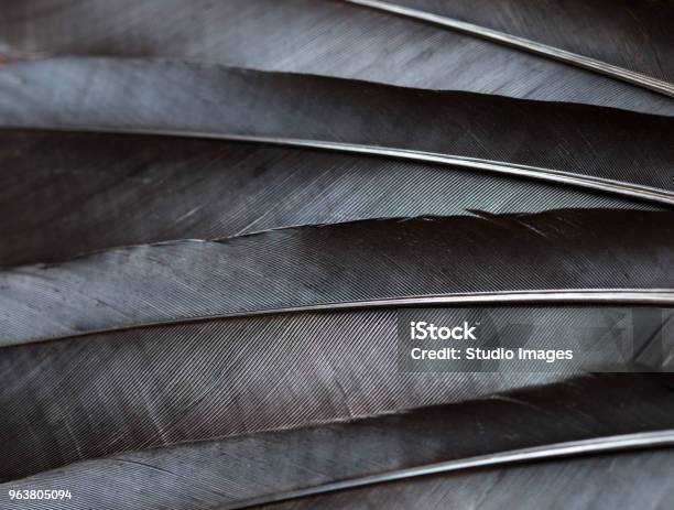 Black Raven Feathers Stock Photo - Download Image Now - Feather, Nature, Gray Color