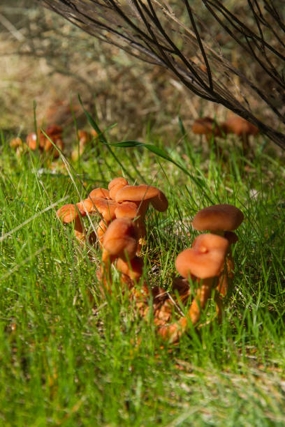 Colony of Mushrooms Laccaria Laccata -  Colonia de Setas  Laccaria Laccata Colony of mushrooms Laccaria laccata among the grass, in a pine forest  -  Colonia de Setas  Laccaria laccata entre hierba, en un pinar laccata stock pictures, royalty-free photos & images