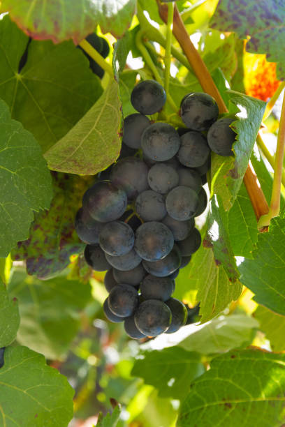 istock Bunch of Grapes Black - Racimo de Uvas Negras 963808652
