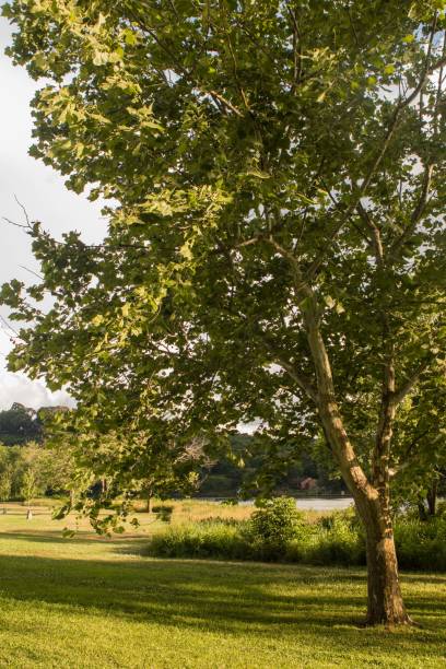 istock Trees in a city park in a bright afternoon 963808670