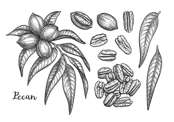 szkic tuszu pecan - pecan stock illustrations