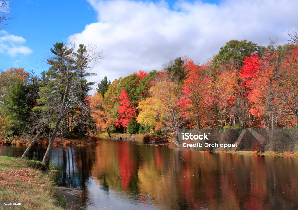 Autumn Leaf Colors by Skootamatta Rive Autumn fall color landscape in Skootamatta River, Ontario, Canada Forest Stock Photo