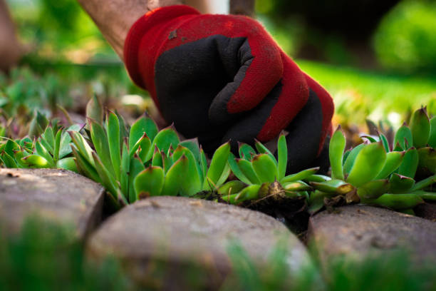 istock Works In Garden and Planting Seedlings. 963813906