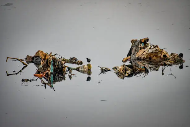 Photo of Jacanas and Black Ibis Landed on Trash Accumulated in Heavily Polluted Tiete River, in Santana de Parnaiba, Sao Paulo, Brazil