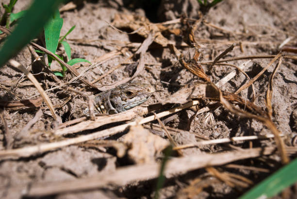 istock A small garden lizard hides in the ground 963814614