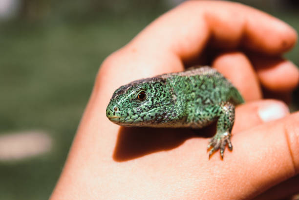 istock A small green garden lizard in a child's cam 963814624
