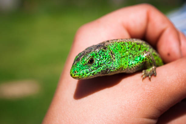 istock A small green garden lizard in a child's cam 963814638