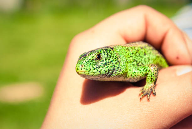istock A small green garden lizard in a child's cam 963814640