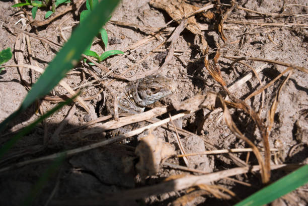 istock A small garden lizard hides in the ground 963814650
