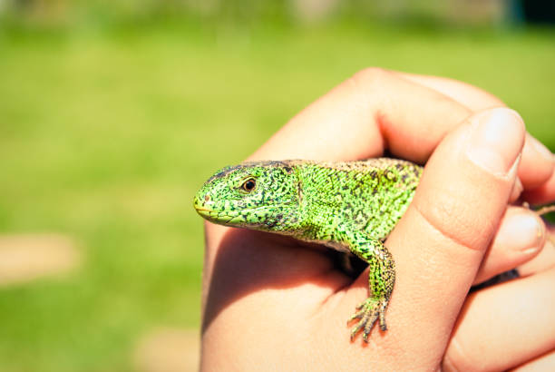 A small green garden lizard in a child's cam