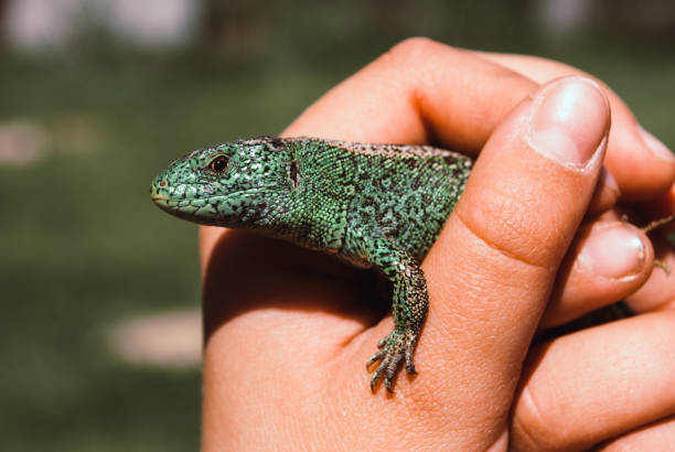 istock A small green garden lizard in a child's cam 963814684