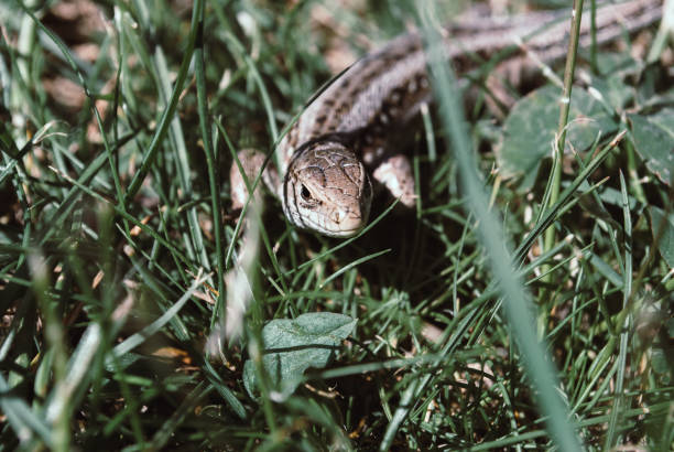 istock A garden lizard hides in the green grass 963814764